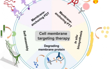 Angew综述：将细胞膜作为治疗靶点的材料设计到生物医学应用