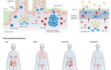 Nature Reviews Materials：工程材料在黏膜疫苗接种策略中的作用