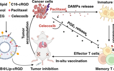 ACS Nano：塞来昔布可增强紫杉醇诱导的三阴性乳腺癌免疫原性细胞死亡