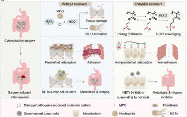 Adv. Mater：可抑制中性粒细胞胞外陷阱和抗污染的聚亚砜用于预防术后粘连、肿瘤复发和转移
