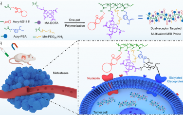 Anal. Chem：靶向双受体的多价探针用于增强对转移性癌症的磁共振成像