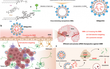 Adv. Mater：调节蛋白质构象实现病毒模拟纳米颗粒的细胞选择性靶向以用于胶质母细胞瘤的siRNA治疗
