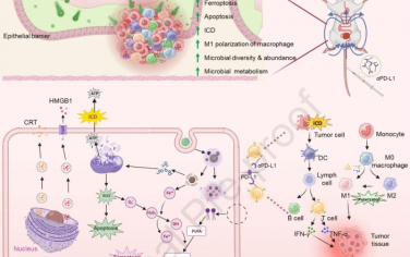 Biomaterials：口服磁性植物脂质纳米药物以通过增强抗肿瘤免疫和微生物代谢调节治疗结直肠癌