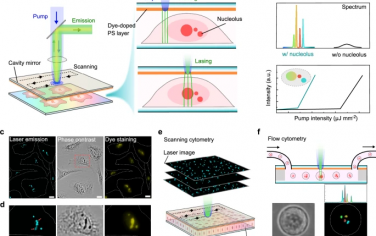 Nature Communications：用于无标记核仁指纹识别的单细胞激光发射细胞术