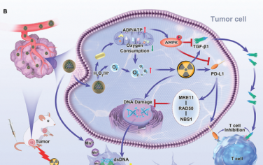 Adv. Mater：纳米佐剂可同时抑制PD-L1/TGF-β1和激活cGAS-STING通路以克服放射-免疫治疗耐药性