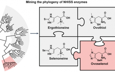 Nature Chem：进化法找到新型的含硒抗氧化剂卵硒醇