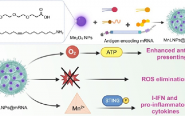 JACS：氧化锰掺杂的杂化脂质纳米颗粒可通过产氧和STING激活增强mRNA疫苗的效力