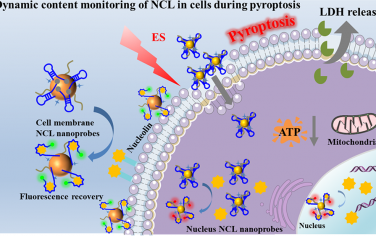 Anal. Chem：“点亮”型荧光纳米探针用于监测细胞焦亡期间核仁素的动态分布