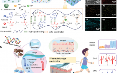 AFM：用于长期人体运动检测和电生理信号监测的核苷驱动可穿戴离子凝胶电子设备