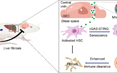 Nano Lett：通过特异性递送锰导致肝星状细胞衰老以抑制肝纤维化
