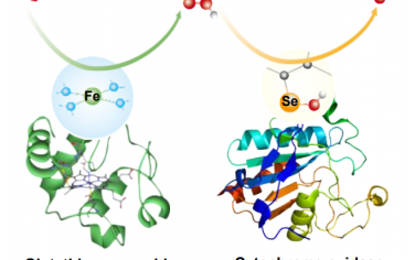 厦门大学Angew：酶启发构筑单原子Se选择性ORR