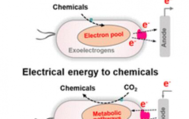 Chem. Soc. Rev.：利用合成生物学设计电活性微生物的细胞外电子转移途径用于能源和化学品生产