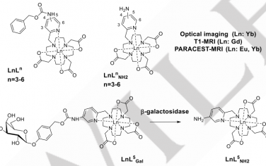 Angew：镧系探针通过近红外发光成像、T1和ParaCEST MRI实现对酶活性的成像检测