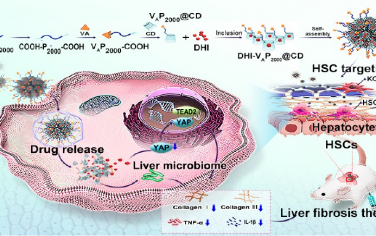  ACS Nano：具有肝星状细胞和肝微生物特异性的二氢丹参酮I递送系统用于改善肝纤维化