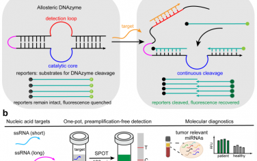Angew：可编程DNA酶用于实现对核酸的灵敏检测