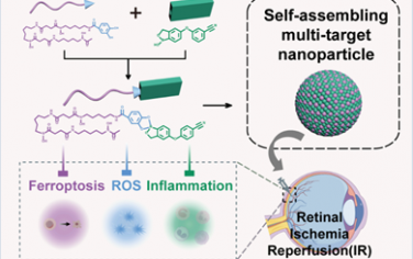 Nano Lett：超分子去铁胺-克立硼罗纳米颗粒可靶向铁死亡、炎症和氧化应激以治疗视网膜缺血/再灌注损伤