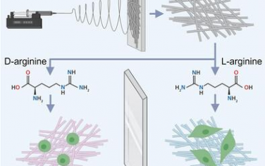AFM：手性精氨酸修饰电纺膜促进肌腱愈合