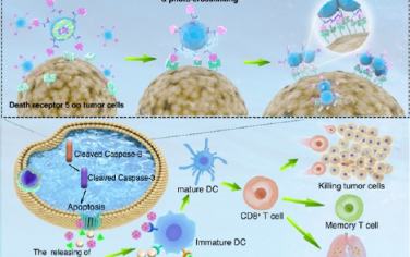 ACS Nano：自照明纳米激动剂可通过死亡受体聚集同时诱导双重细胞死亡途径以用于癌症治疗