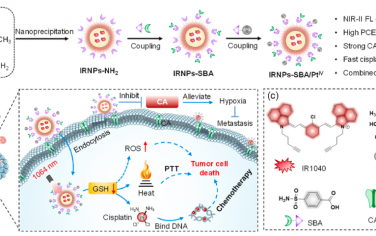 Biomaterials：靶向碳酸酐酶的NIR-II荧光顺铂诊疗纳米颗粒用于胰腺肿瘤的联合治疗
