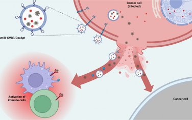 ACS Nano：生物工程化免疫刺激外泌体和双靶向柯萨奇病毒B3用于乳腺癌的协同病毒-化学免疫治疗