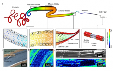 Nature Commun：金属离子引导蚕丝的生成