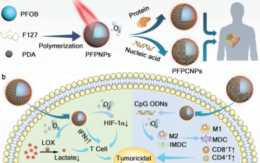 Adv. Mater：按需型氧气纳米载体可增敏蛋白和核酸药物以增强免疫治疗