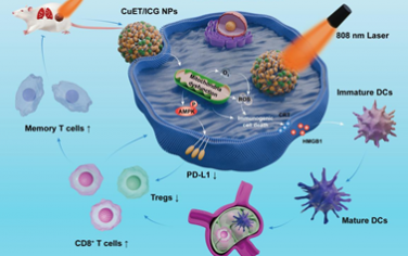 Biomaterials：干扰线粒体的纳米复合物可协同光动力疗法增强抗肿瘤免疫