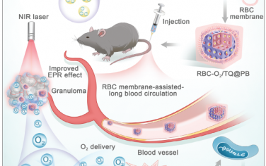 Adv. Mater：靶向肉芽肿、具有自氧合特性AIE发光原基类红细胞纳米颗粒用于结核病的联合光学治疗