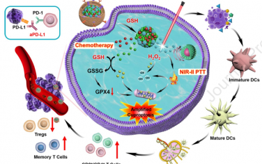 Biomaterials：仿生铜死亡放大器用于NIR-II荧光/光声成像指导的协同NIR-II光热-免疫治疗