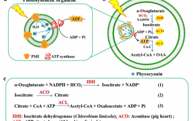 哈工大Angew：使用光合细胞器构筑人工光合成细胞实现光固碳
