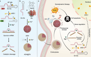 Adv. Mater：基于DNA酶的纳米杂化体用于实现超声/酶双重控制的mRNA调控和肿瘤联合治疗