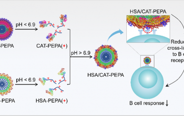 JACS：具有低免疫原性和酸敏感性的蛋白质-聚合物共轭物胶束可逆转乏氧以增敏肿瘤光动力治疗