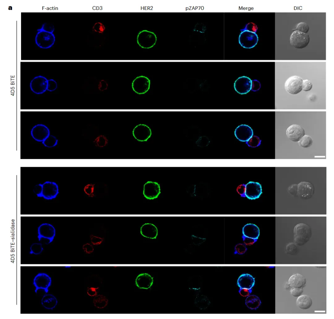 Nature Biomedical Engineering：双特异性T细胞结合物