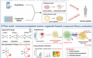 Angew：患者源性的免疫活性肿瘤类器官可作为T细胞识别背景下的化疗评估平台