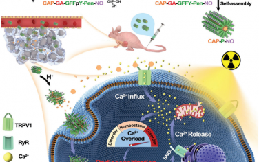 Adv. Mater：双通道Ca2+纳米调节剂可通过内源性Ca2+再分布诱导胞内Ca2+紊乱以实现肿瘤放射增敏