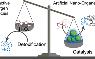 Nano Lett：设计人工纳米细胞器以实现靶向细胞活性氧解毒