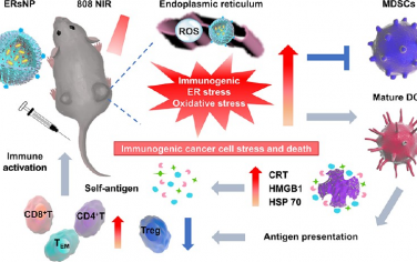 ACS Nano：通过纳米光诱导剂增强免疫原性内质网应激和氧化应激以提高肿瘤光免疫治疗的疗效