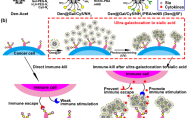 Angew：利用五功能树突状探针对肿瘤细胞唾液酸进行超半乳糖化以增强免疫杀伤