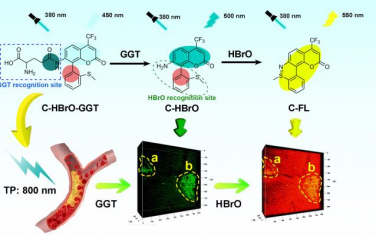 Angew：序贯激活的荧光探针可同时检测γ-谷氨酰转肽酶和次溴酸以预测早期动脉粥样硬化斑块