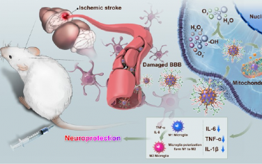 ACS Nano：具有生物活性的二氧化铈纳米酶靶向再灌注损伤中的线粒体治疗缺血性卒中