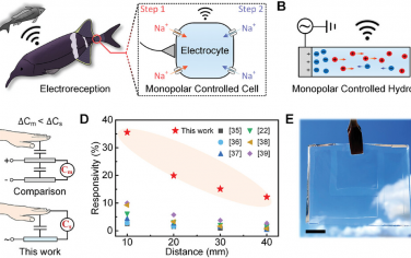 AFM：用于柔性非接触人机接口的生物启发单极控制离子水凝胶