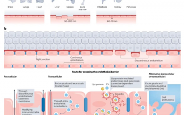 Nature Nanotechnology：细胞外小泡进出血液循环