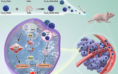 Biomaterials：磁性复合物纳米颗粒用于对三阴性乳腺癌进行铁死亡增强的化疗