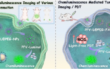 JACS：化学发光共轭聚合物纳米粒子用于实现深度组织炎症成像和癌症光动力治疗