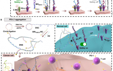 Angew：利用DNA保险栓实现具有肿瘤细胞选择性的PD-L1抑制以增强免疫治疗特异性