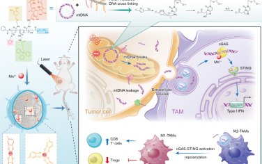 Angew：具有细胞器水平精度的金属-多酚纳米材料可激活cGAS-STING以引发抗肿瘤免疫