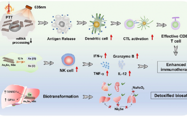 ACS Nano：超薄的2D As2Se3纳米片用于光热触发的癌症免疫治疗