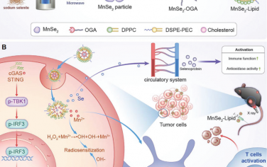 Adv. Mater：没食子酸十八烷基酯和脂质修饰的MnSe2纳米颗粒用于增强放射治疗和促进对正常组织的辐射防护