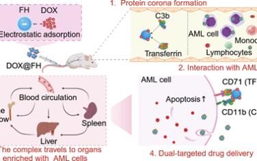 Nano Lett：通过基于补体和转铁蛋白的蛋白冠实现向髓系白血病细胞的双重靶向药物递送