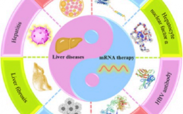 ACS Nano综述：用于肝病治疗的新兴mRNA技术